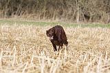 SETTER IRLANDAIS 487